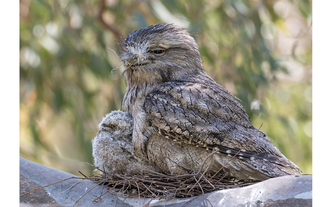 Melbourne Camera Club