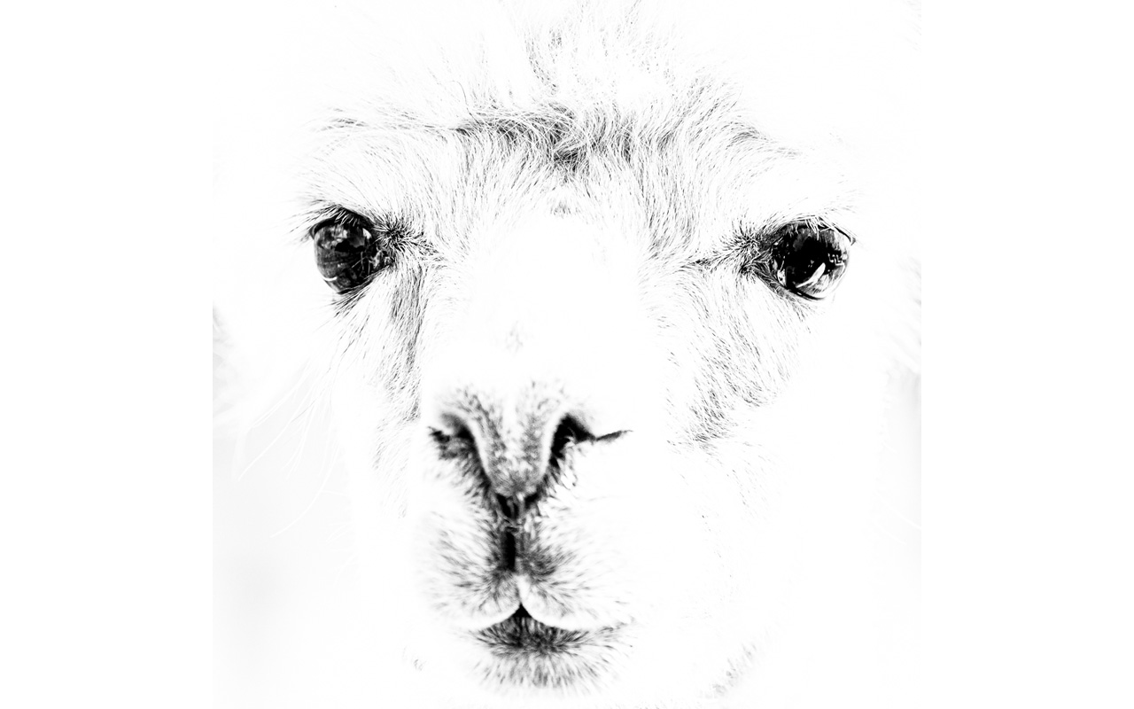 Melbourne Camera Club