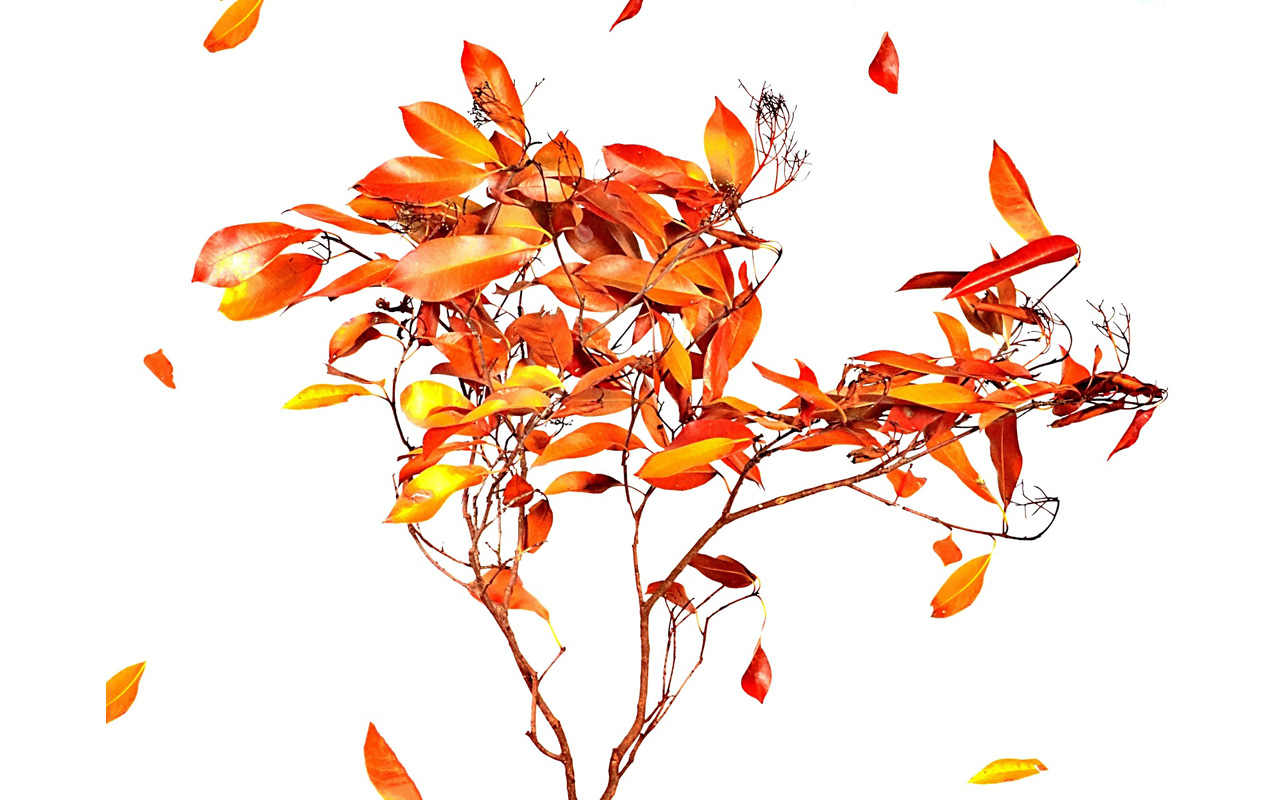 Melbourne Camera Club