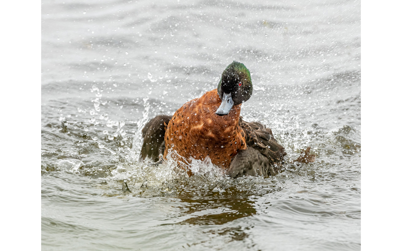 Melbourne Camera Club