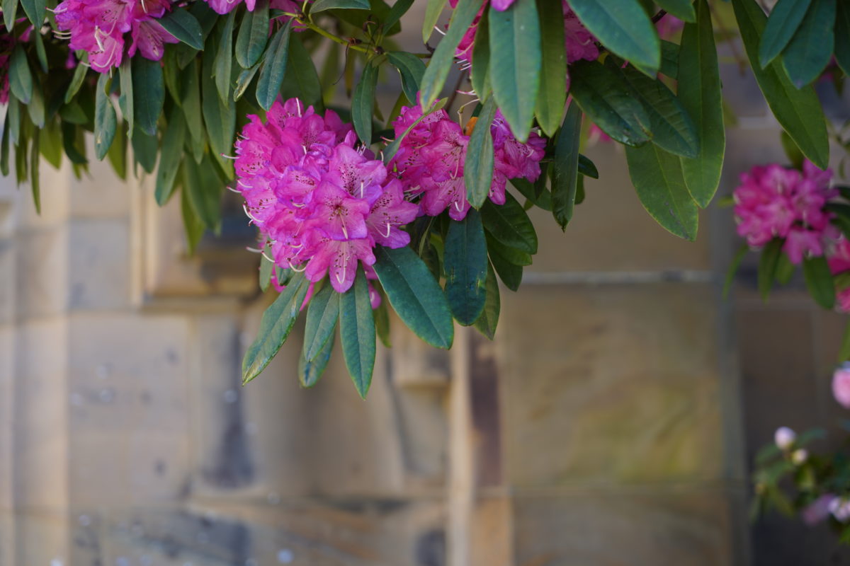 Melbourne Camera Club