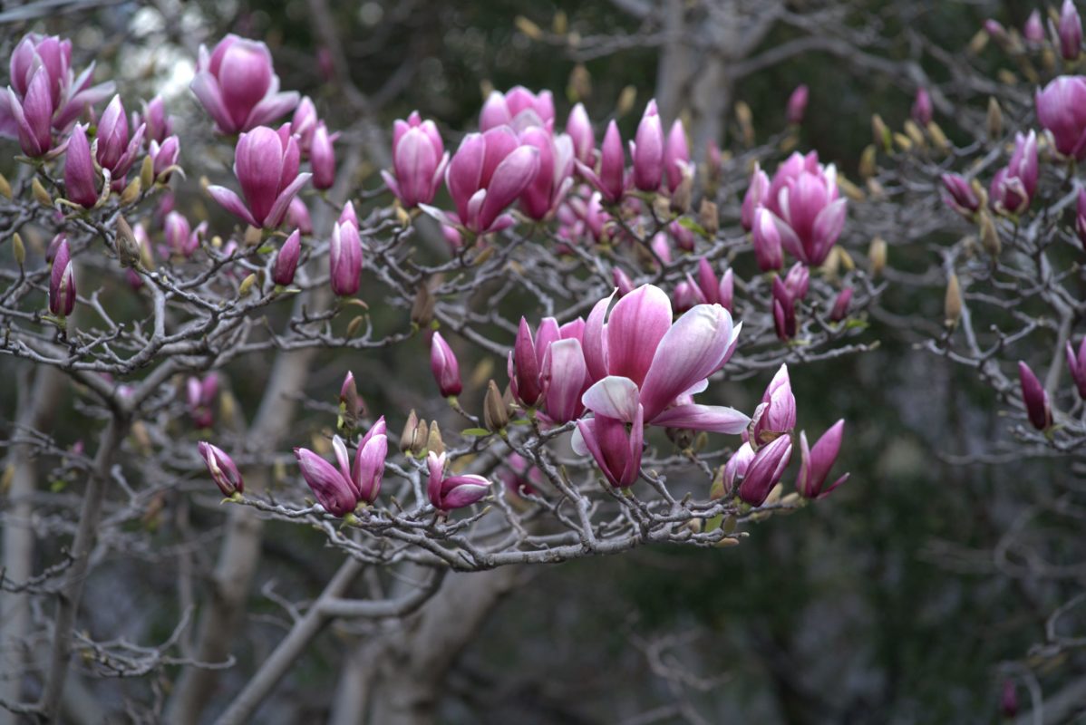 Melbourne Camera Club