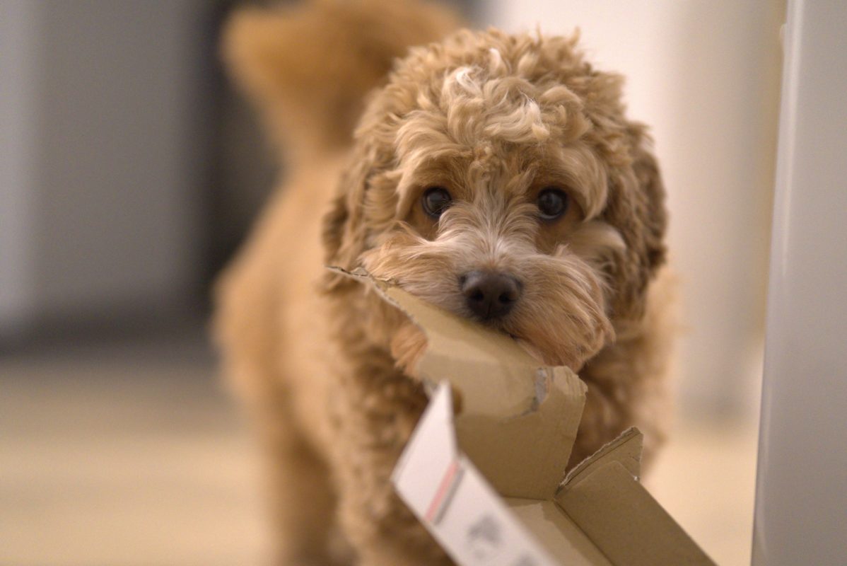 Melbourne Camera Club