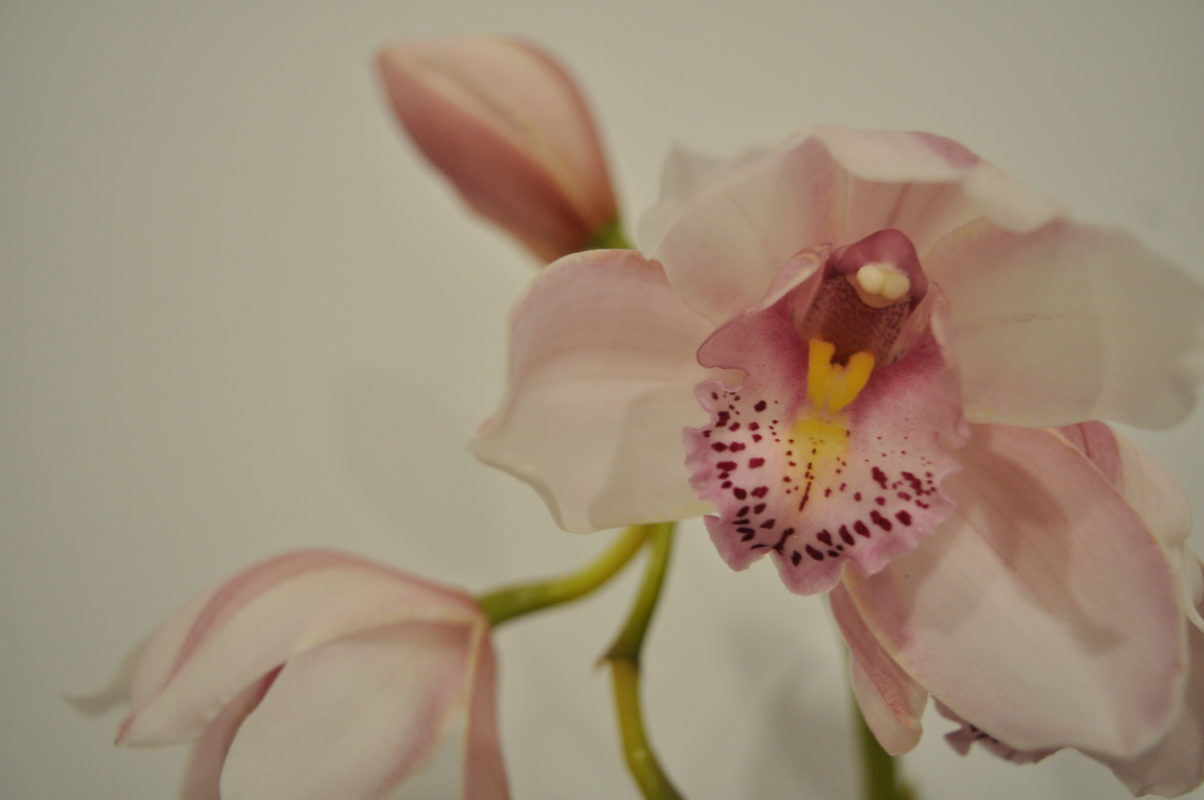 Melbourne Camera Club