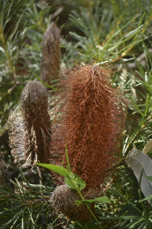 Melbourne Camera Club