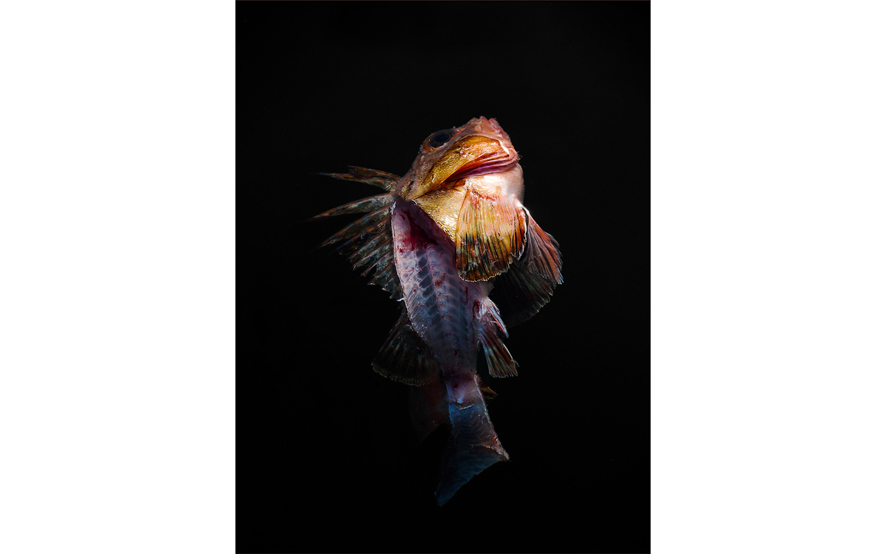 Melbourne Camera Club