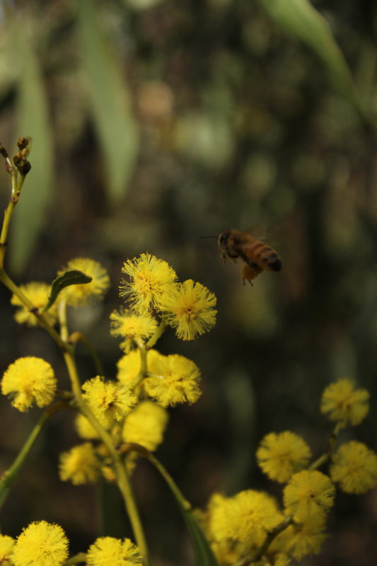 Melbourne Camera Club
