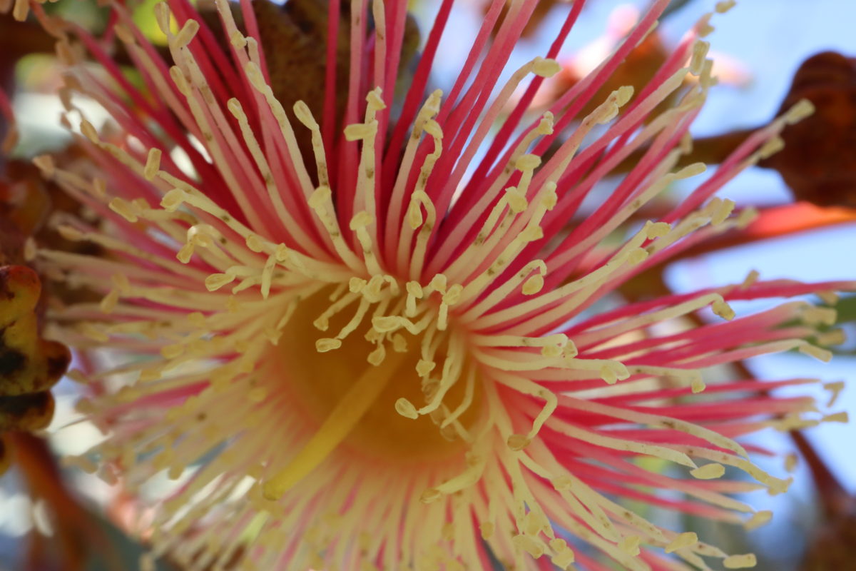 Melbourne Camera Club