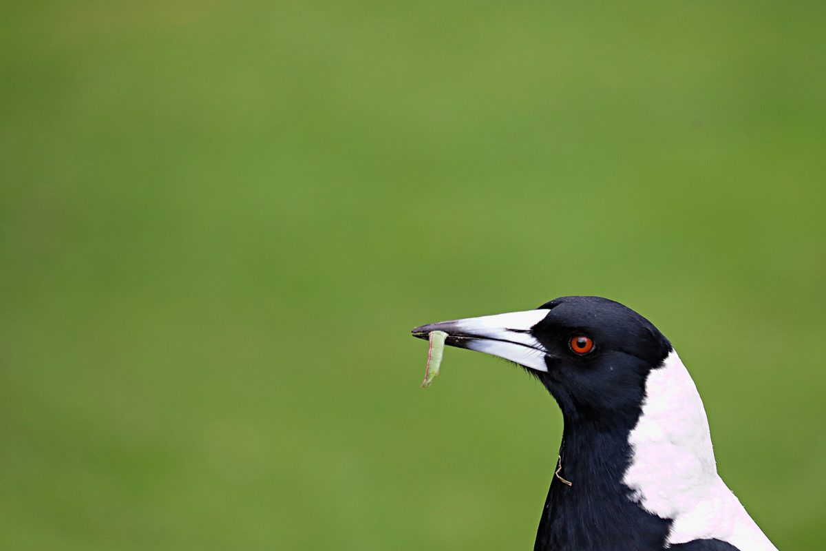 Melbourne Camera Club