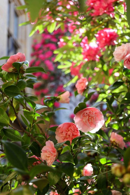 Melbourne Camera Club