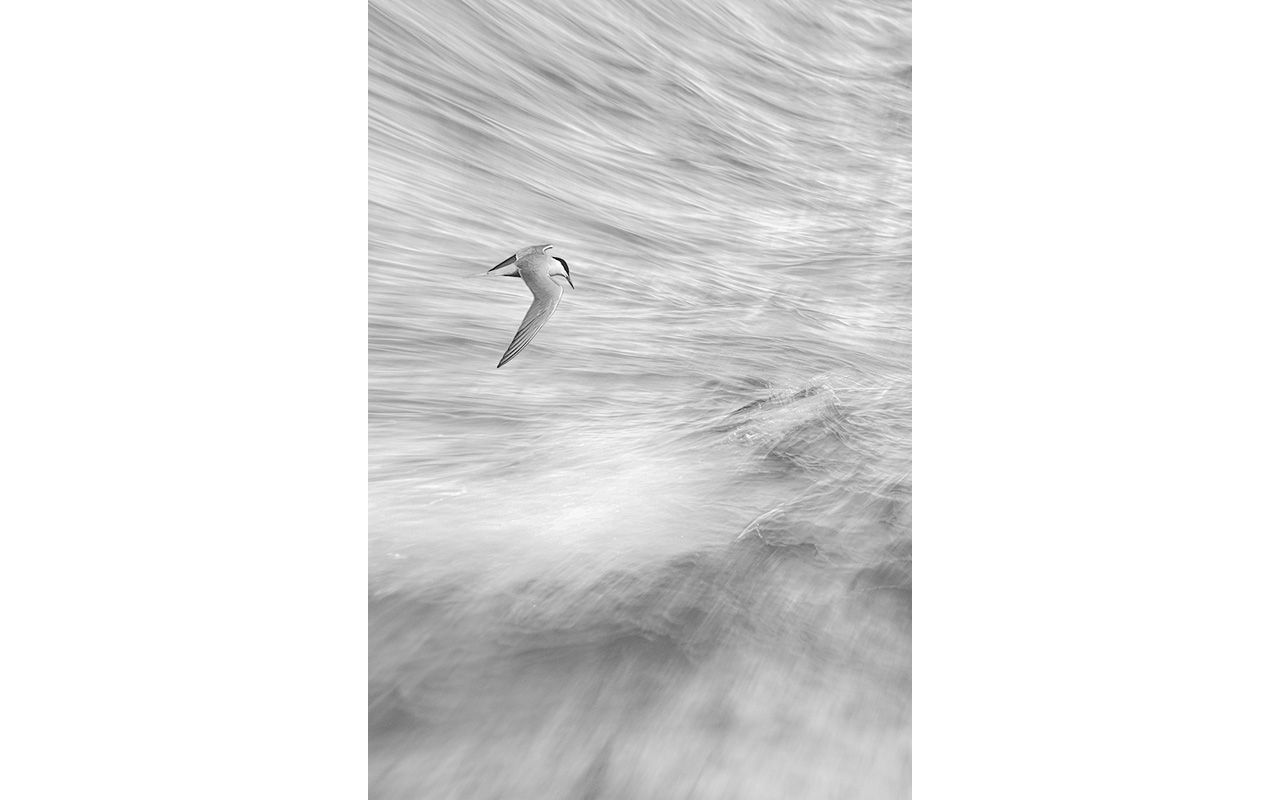 Melbourne Camera Club