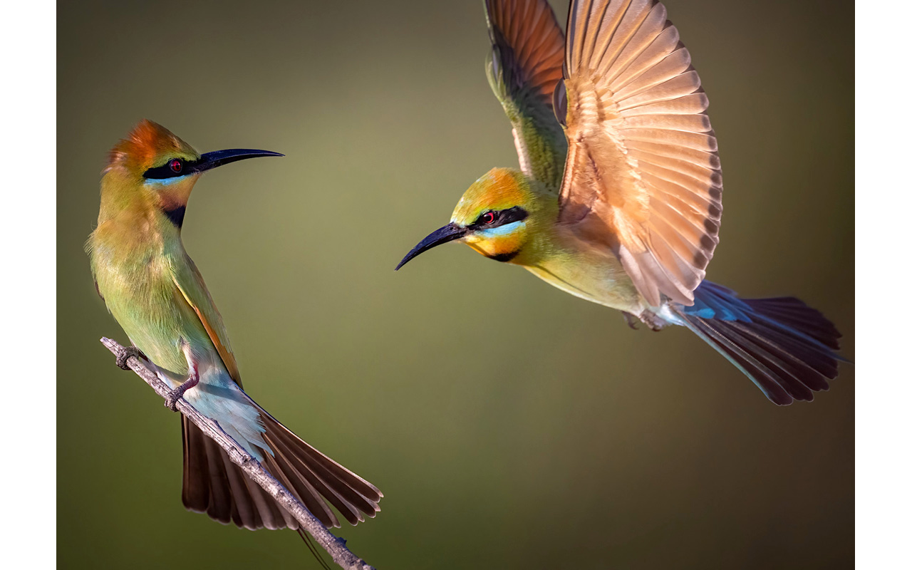 Melbourne Camera Club