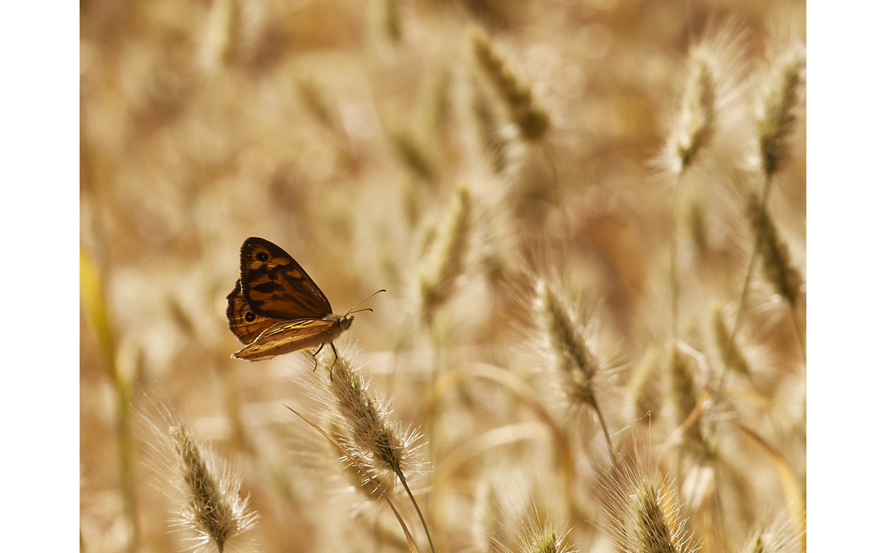 Melbourne Camera Club