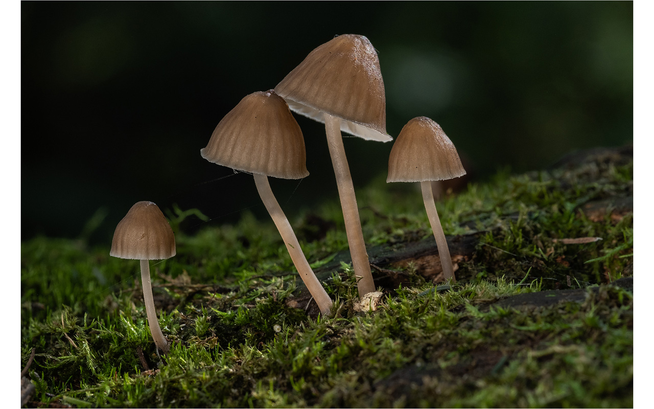 Melbourne Camera Club