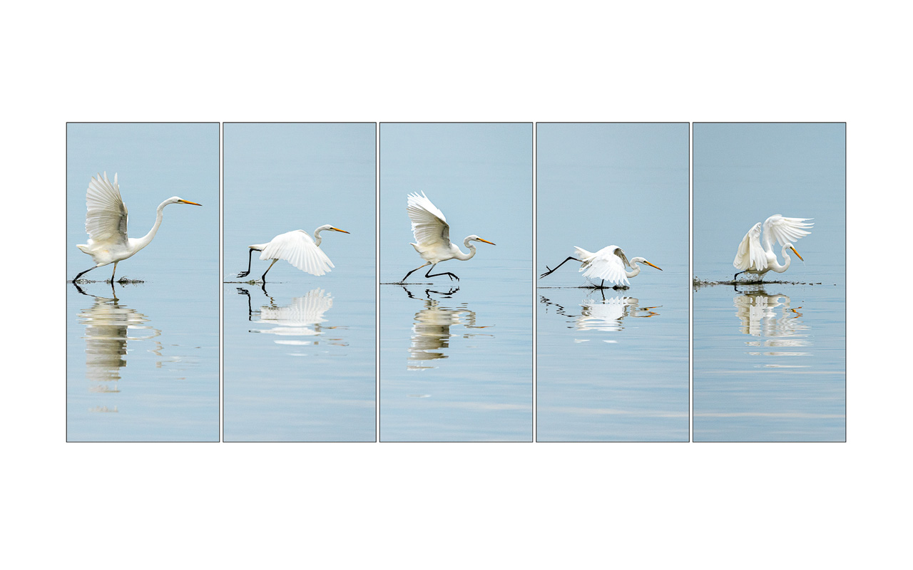 Melbourne Camera Club