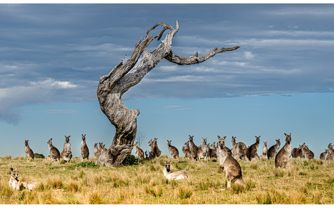 Melbourne Camera Club
