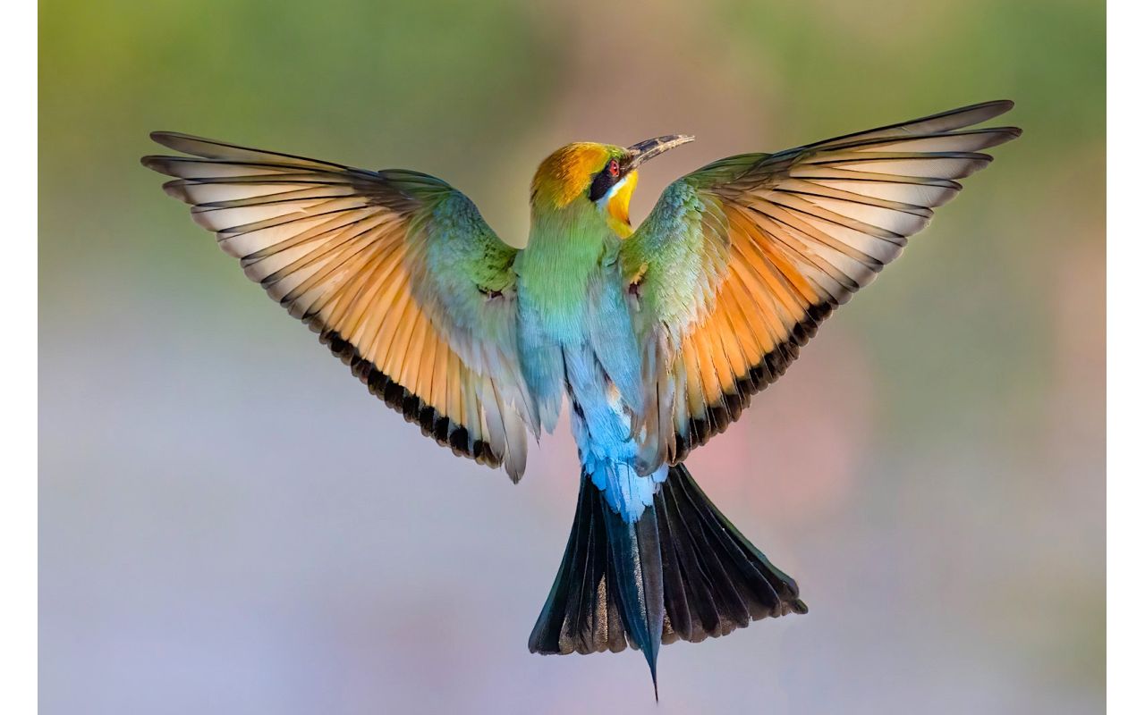 Melbourne Camera Club