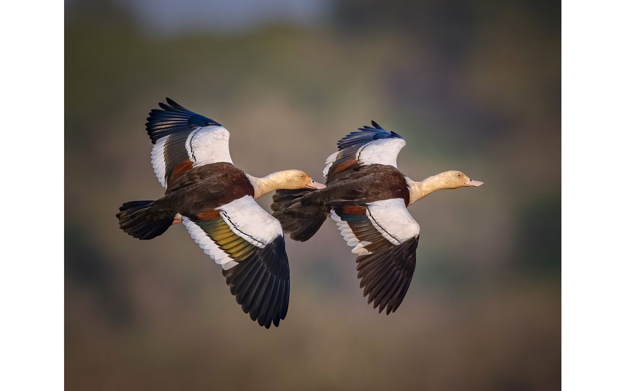 Melbourne Camera Club