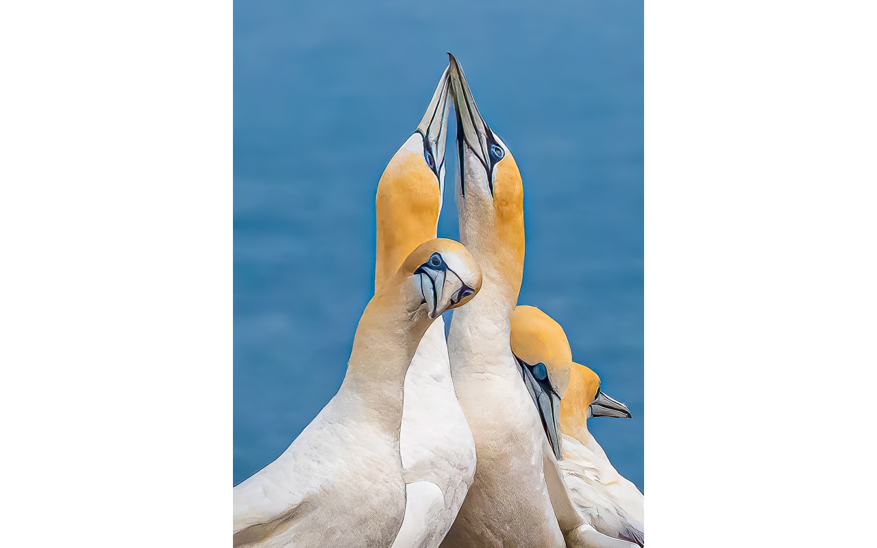 Melbourne Camera Club