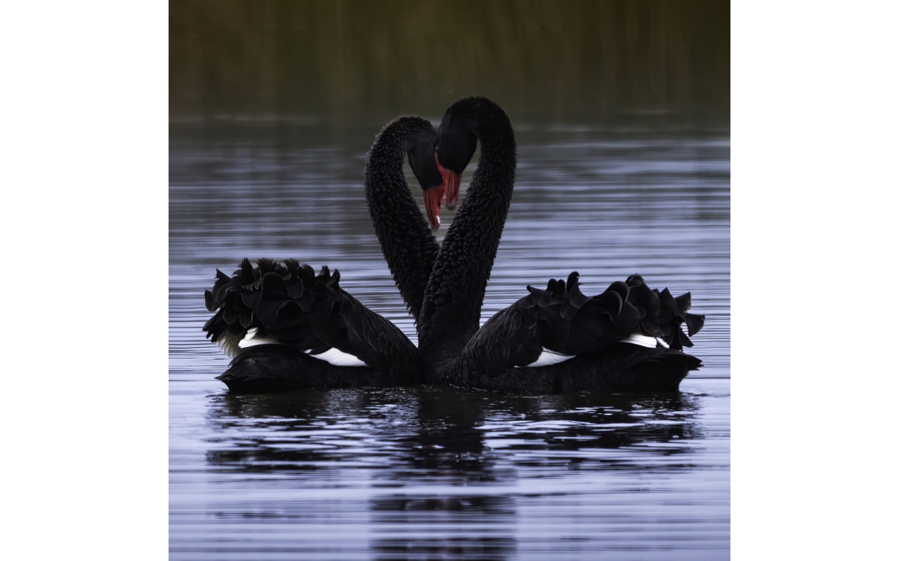 Melbourne Camera Club