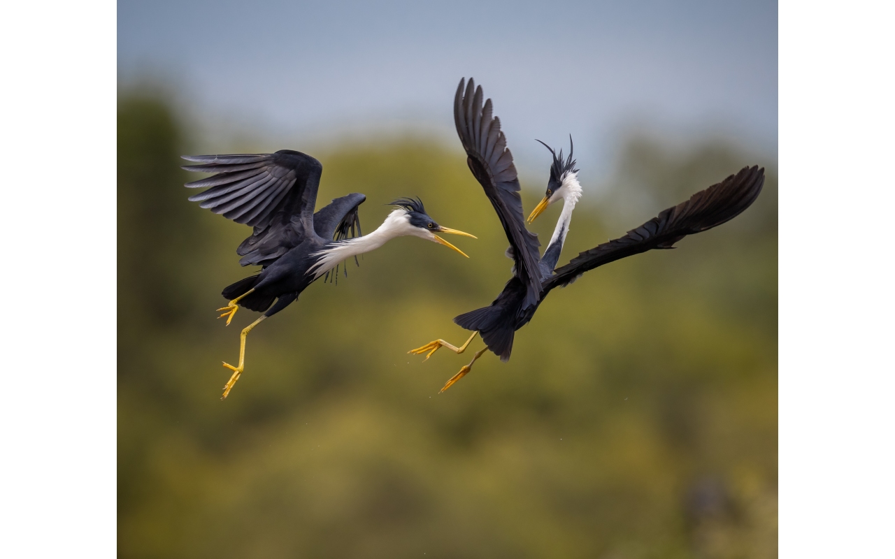 Melbourne Camera Club