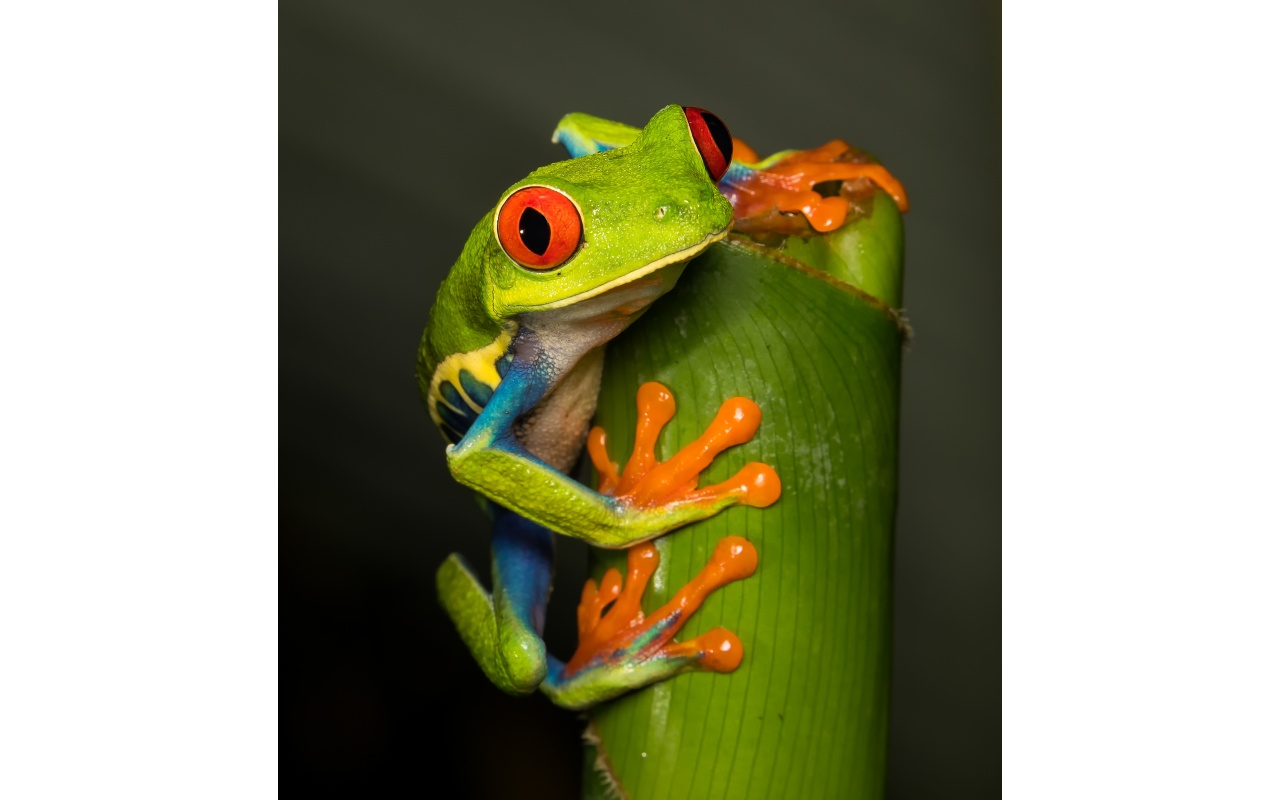 Melbourne Camera Club