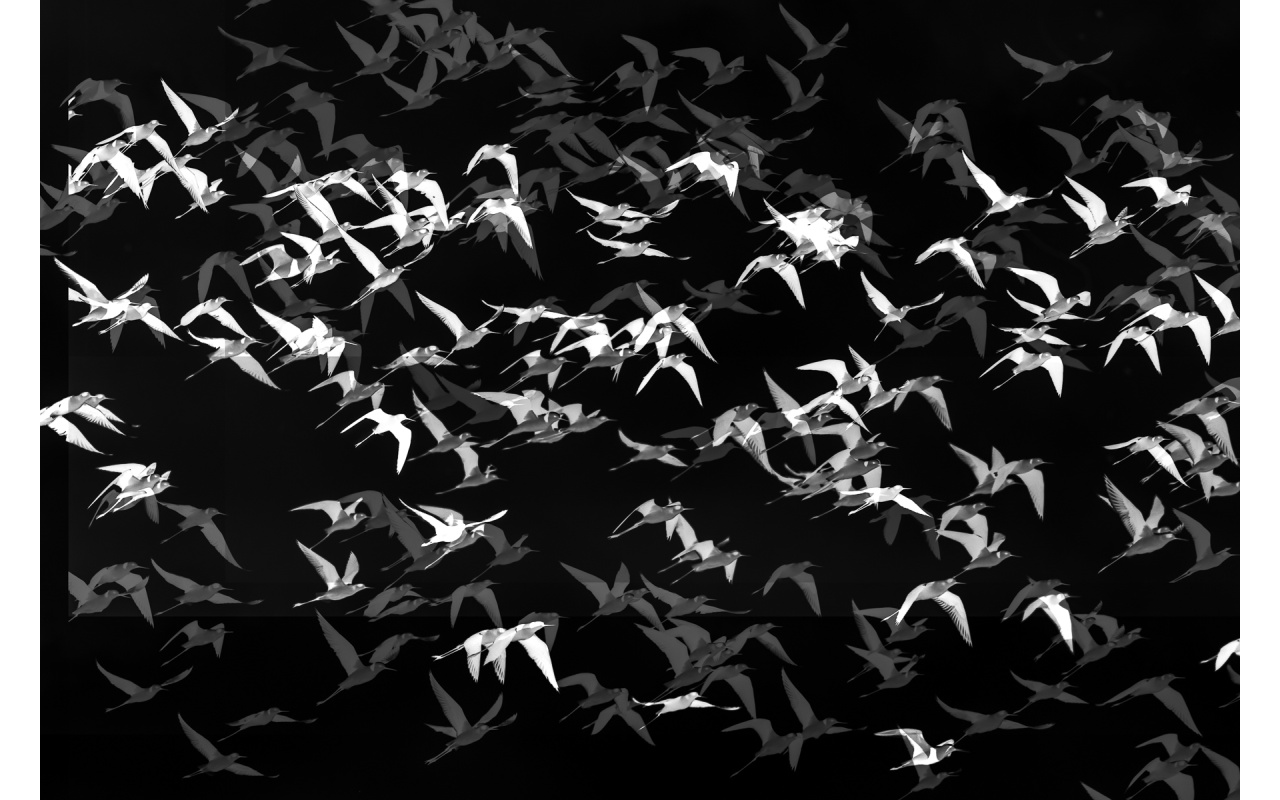 Melbourne Camera Club