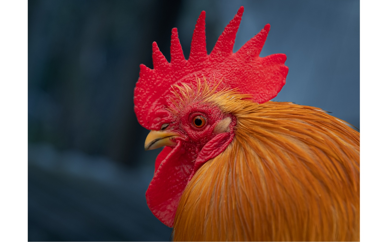 Melbourne Camera Club