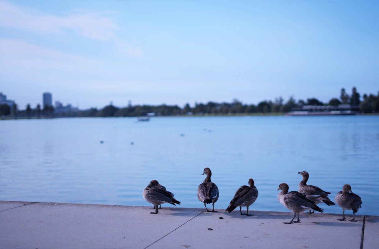 Melbourne Camera Club