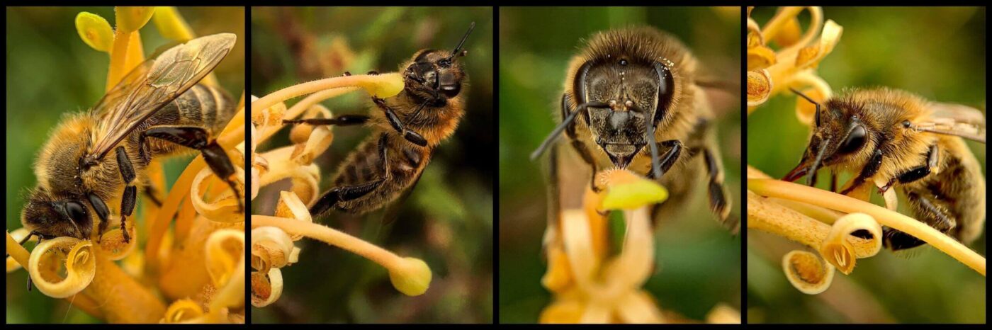 Melbourne Camera Club