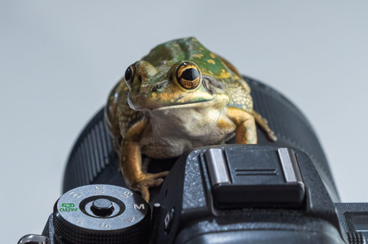 Melbourne Camera Club