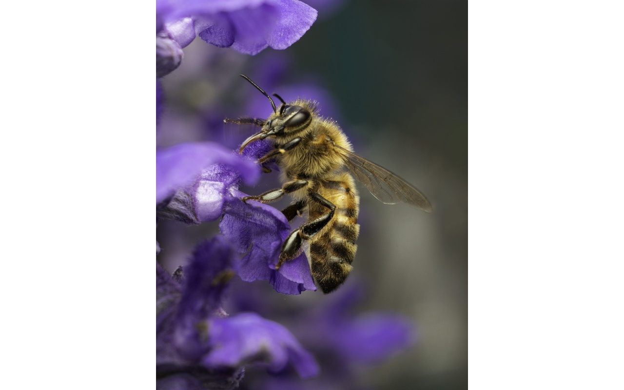 Melbourne Camera Club
