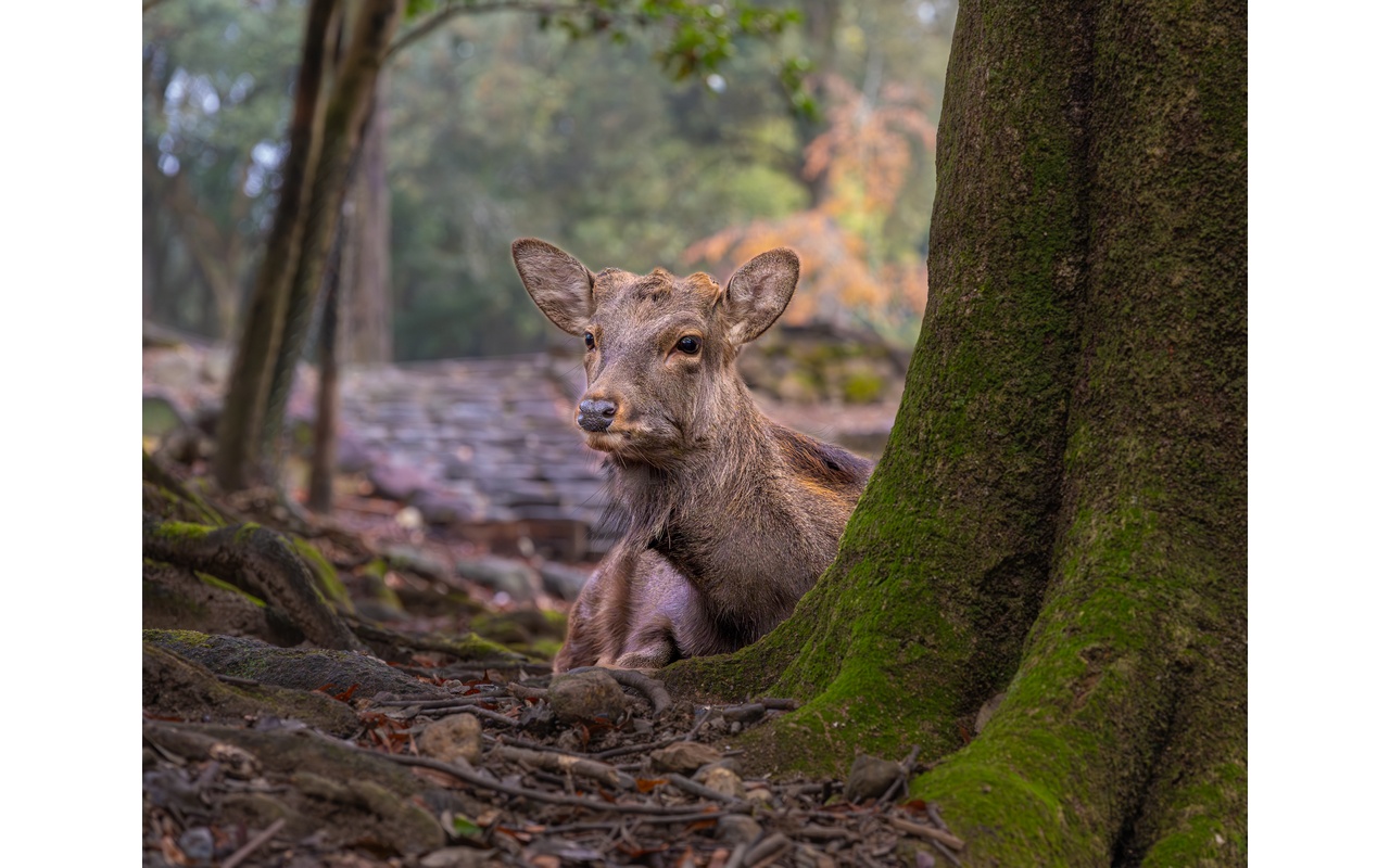 Melbourne Camera Club