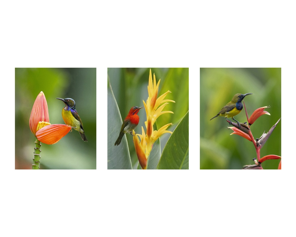 Melbourne Camera Club